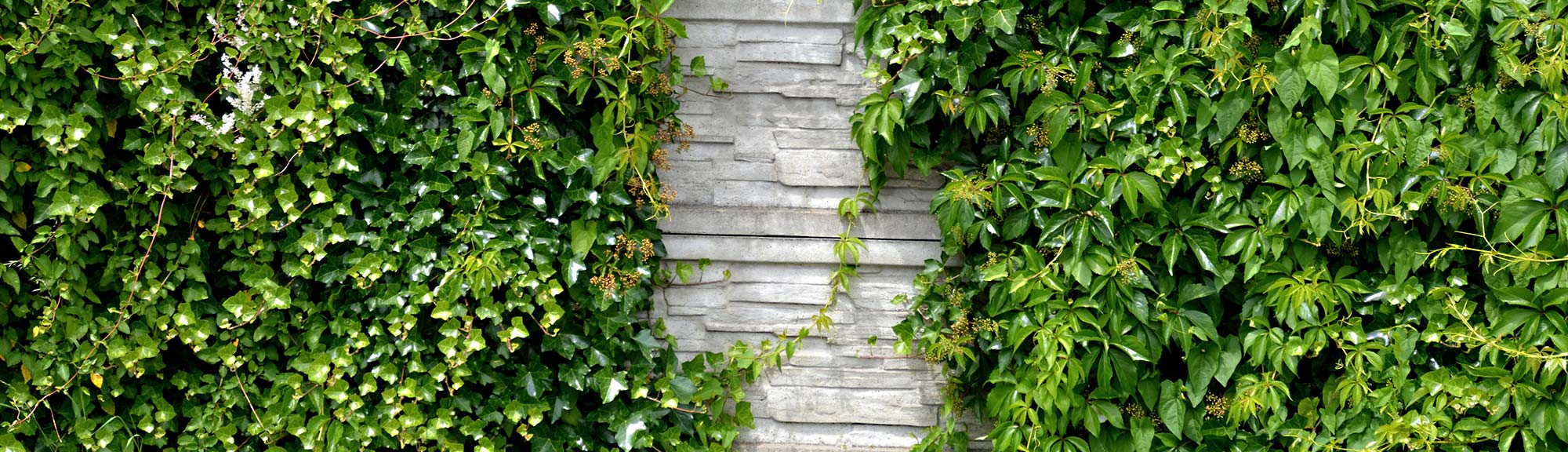 Slideshow-Bild